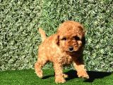 Sevimli Toy Poodle Yavrularımız