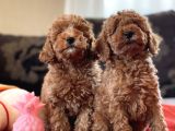 Bebek Surat Toy Poodle Yavrular