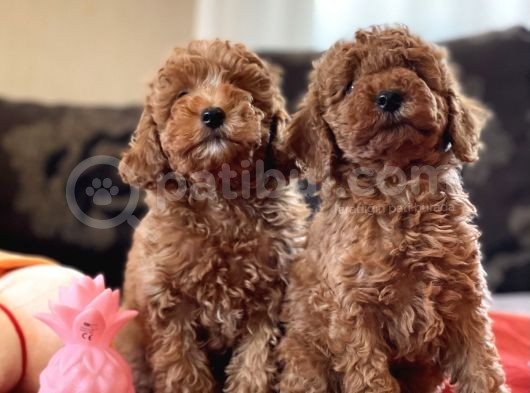Bebek Surat Toy Poodle Yavrular
