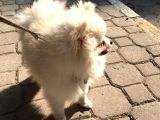 A Kalite Gülen Surat Pomeranian