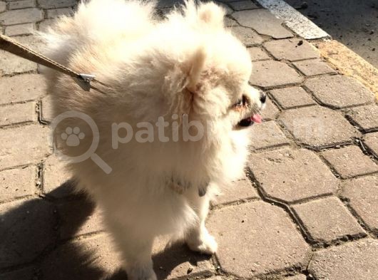 A Kalite Gülen Surat Pomeranian görsel