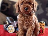 Bebek Surat Toy Poodle Yavrular
