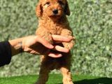 Safkan Poodle Bebeklerimiz