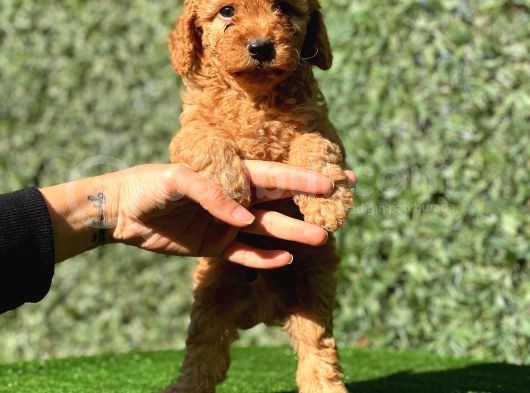 Safkan Poodle Bebeklerimiz görsel
