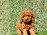 Red Dişi Toy Poodle Yavrumuz