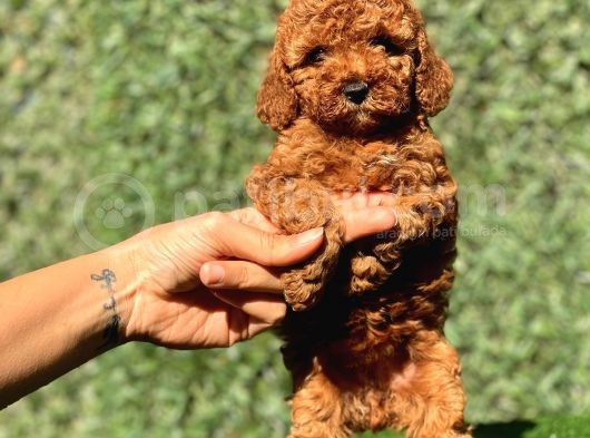 Red Dişi Toy Poodle Yavrumuz görsel