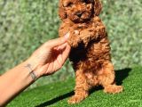Red Dişi Toy Poodle Yavrumuz