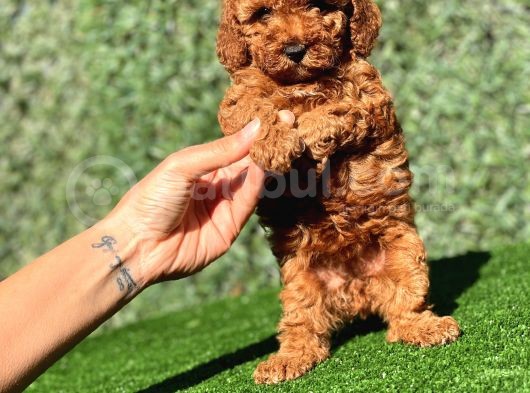 Red Dişi Toy Poodle Yavrumuz görsel