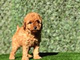 Sevimli Toy Poodle Yavrularımız