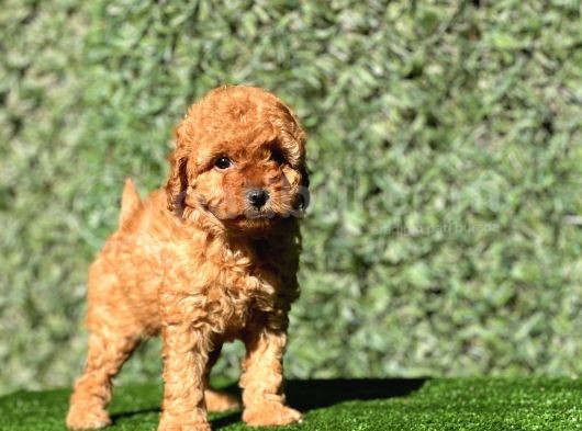 Sevimli Toy Poodle Yavrularımız görsel