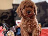 Bebek Surat Toy Poodle Yavrular