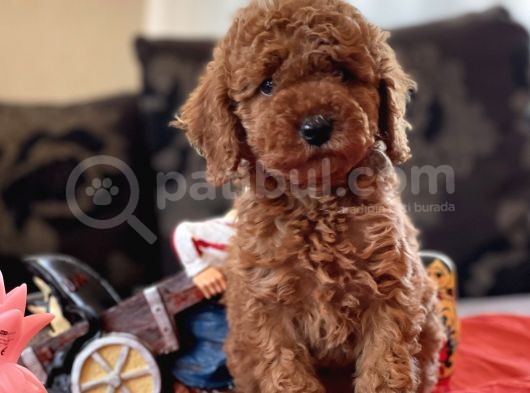 Bebek Surat Toy Poodle Yavrular görsel