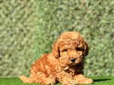 Erkek Toy Poodle Yavrumuz