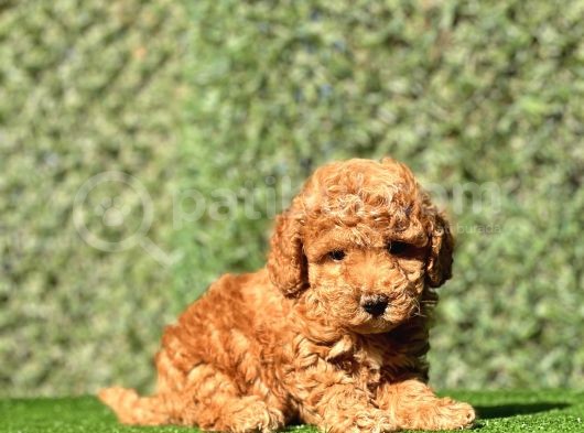 Erkek Toy Poodle Yavrumuz