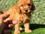 Safkan Poodle Bebeklerimiz