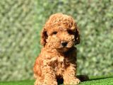 Erkek Toy Poodle Yavrumuz