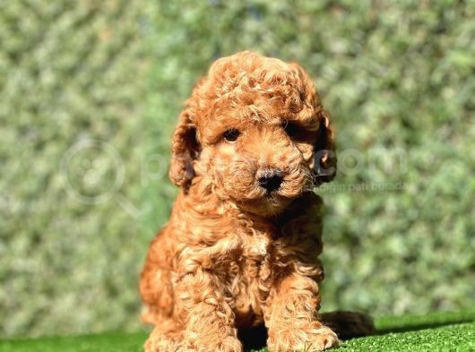 Erkek Toy Poodle Yavrumuz görsel