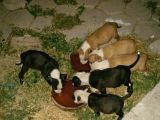Safkan Pitbull Yavrularımız.
