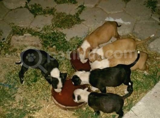 Safkan Pitbull Yavrularımız. görsel
