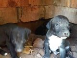 Safkan Pitbull Yavrularımız.