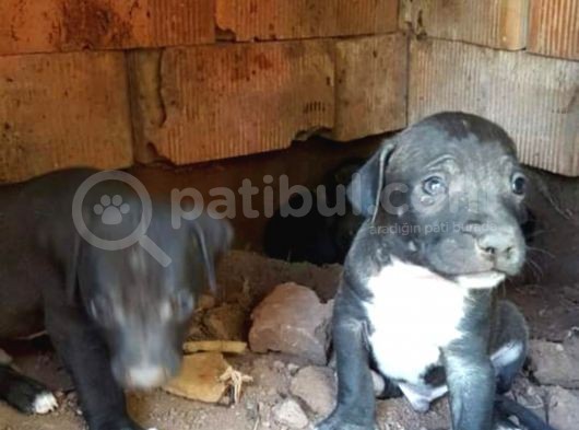 Safkan Pitbull Yavrularımız. görsel