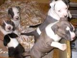 Safkan Pitbull Yavrularımız.