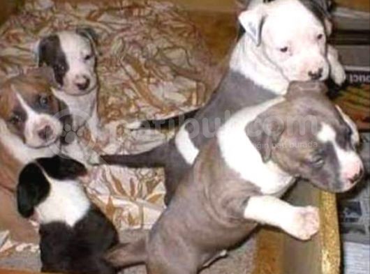 Safkan Pitbull Yavrularımız.