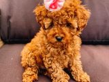 Safkan Mini Toy Poodle Yavrularimiz