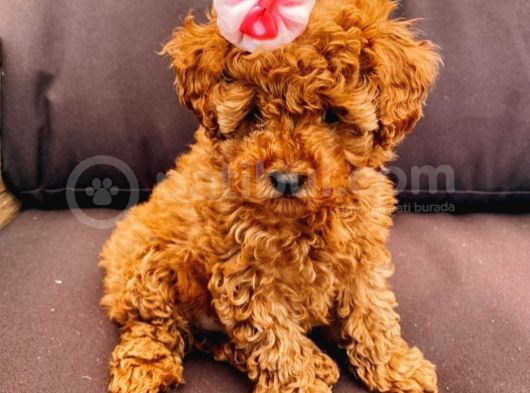 Safkan Mini Toy Poodle Yavrularimiz görsel