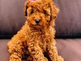 Safkan Mini Toy Poodle Yavrularimiz