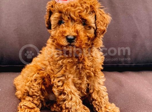 Safkan Mini Toy Poodle Yavrularimiz görsel