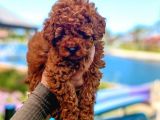 Safkan Mini Toy Poodle Yavrularimiz
