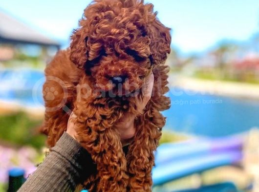 Safkan Mini Toy Poodle Yavrularimiz görsel