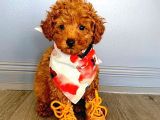 Safkan Mini Toy Poodle Yavrularimiz