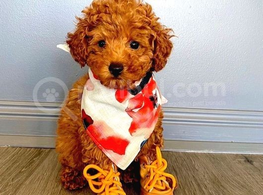 Safkan Mini Toy Poodle Yavrularimiz görsel