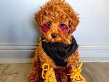 Safkan Mini Toy Poodle Yavrularimiz