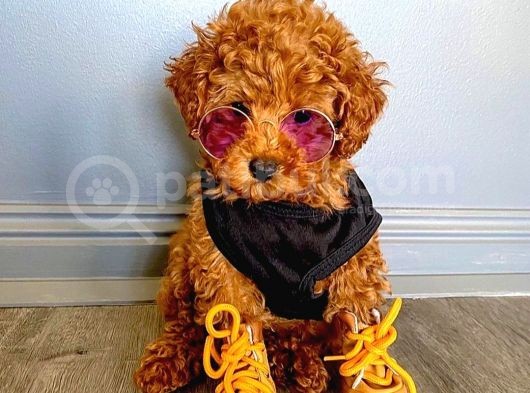 Safkan Mini Toy Poodle Yavrularimiz