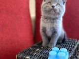 Muhtesem Kalite British Shorthair Gri Renk Oyuncu Yavru