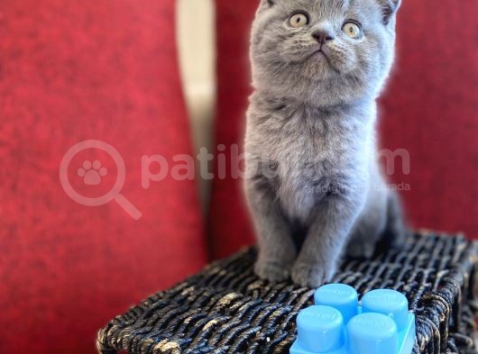 Muhtesem Kalite British Shorthair Gri Renk Oyuncu Yavru görsel