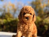 Safkan Toy Poodle Bebekler