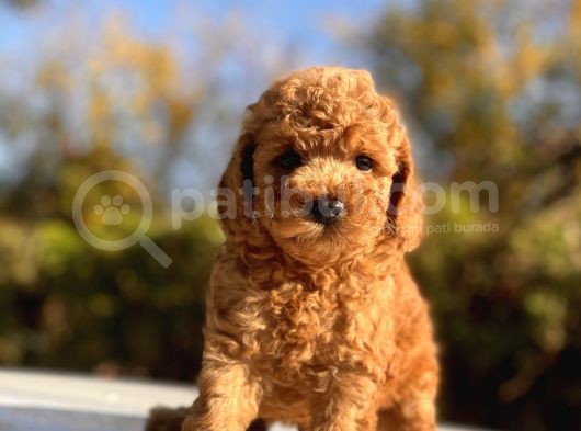 Safkan Toy Poodle Bebekler görsel