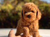 Safkan Toy Poodle Bebekler