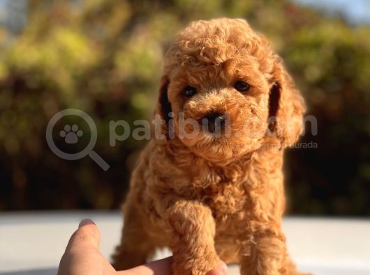 Safkan Toy Poodle Bebekler görsel