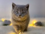 Orji̇nal Safkan Bri̇ti̇sh Shorthai̇r Blue