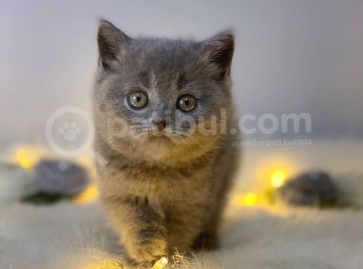 Orji̇nal Safkan Bri̇ti̇sh Shorthai̇r Blue görsel