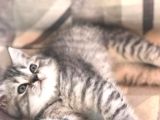 Son Yavru  2 Aylık British Shorthair Erkek
