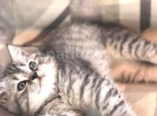 Son Yavru  2 Aylık British Shorthair Erkek görsel