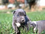 Safkan Pitbul Yavrular Rezerveye Açıktır