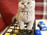 Lilac Renk British Shorthair Nadir Bulunan Renk Super Yavru
