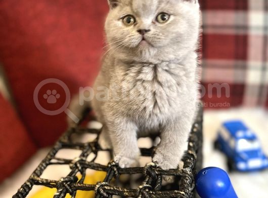 Lilac Renk British Shorthair Nadir Bulunan Renk Super Yavru görsel